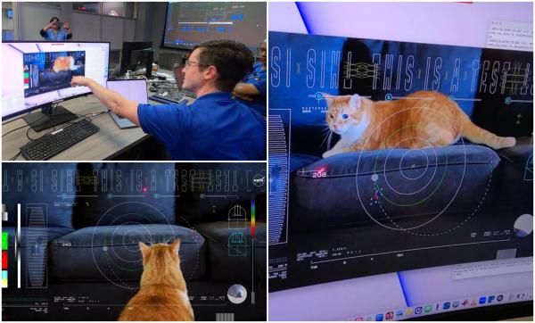 Sistem de comunicare prin laser, testat de NASA cu ajutorul unei pisici. Un video cu felina a fost transmis de la 30 de milioane de km distanţă de Pământ