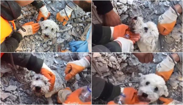 Cățelușul Pamuk a primit șansa la viață. A fost salvat după 90 de ore petrecute între dărâmături, după cutremurul din Turcia