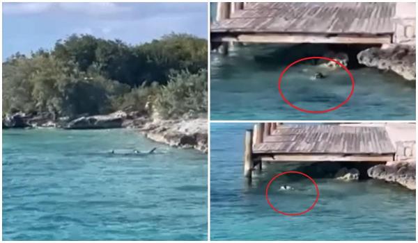 Un câine curajos sare în apă și atacă un rechin de aproape 5 metri, în Bahamas