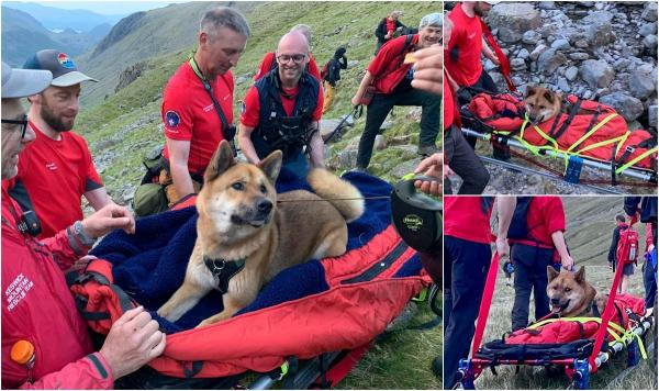 Un câine a fost salvat după ce a escaladat cel mai înalt munte din Anglia. Patrupedul era rănit şi prea extenuat pentru a coborî