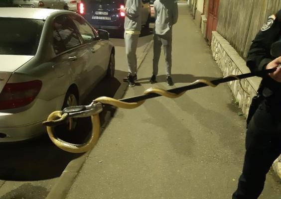 "Musafirul nepoftit": Şarpe de peste 1 metru, scos de la motorul unei maşini, în Drobeta Turnu Severin