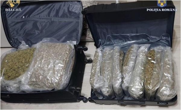 Peste 15 kilograme de cannabis, confiscate de procurorii DIICOT de la un cetățean străin, în Oradea. Suma uriaşă găsită de poliţişti în maşina sa