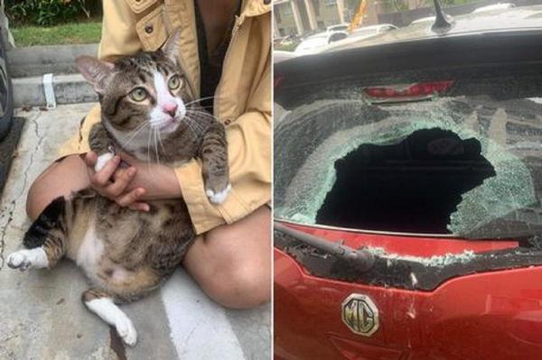 O pisică a făcut zob spatele unei maşini, după ce s-a prăbuşit peste ea de la etajul 6
