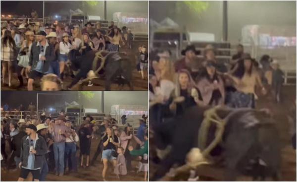 Clipe de panică în Australia de Vest, după ce un taur a scăpat și a intrat în mulțimea care dansa în arenă. Doi oameni au fost răniți