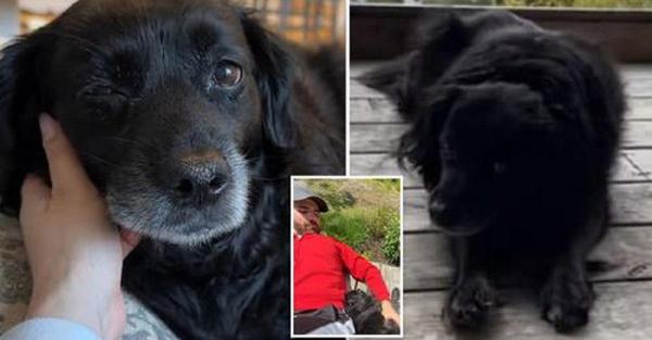 Un cuplu canadian şi-a dus câinele aflat pe moarte într-o vacanţă în natură, pentru o ultimă plimbare împreună