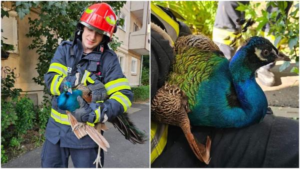 Păun blocat într-un tunel, salvat miraculos de pompieri, la Timişoara. Pasărea a fost predată Gărzii de Mediu