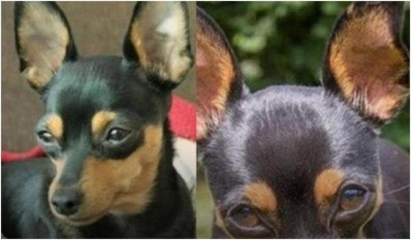 Un cățeluș a murit erou, încercând să protejeze patru copii de un Rottweiler care urma să-i atace, în Brazilia