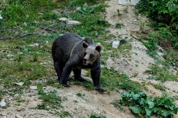 Problema urşilor pare uşor scăpată de sub control în România