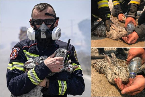 O familie de iepuraşi şi o pisică, salvaţi de pompierii români din flăcările din Rodos. Imaginile inedite din timpul intervenţiilor