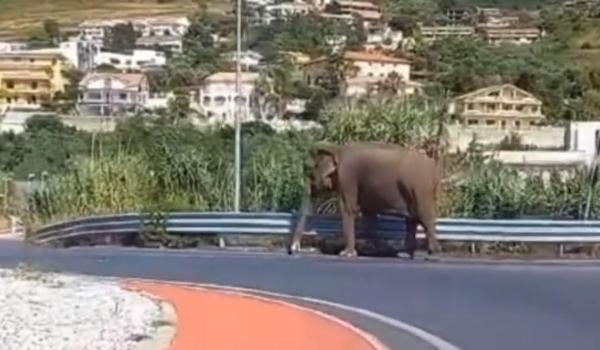 Un elefant a fost văzut plimbându-se nestingherit pe străzi în Italia. Se îndrepta spre un supermarket din oraşul Amantea