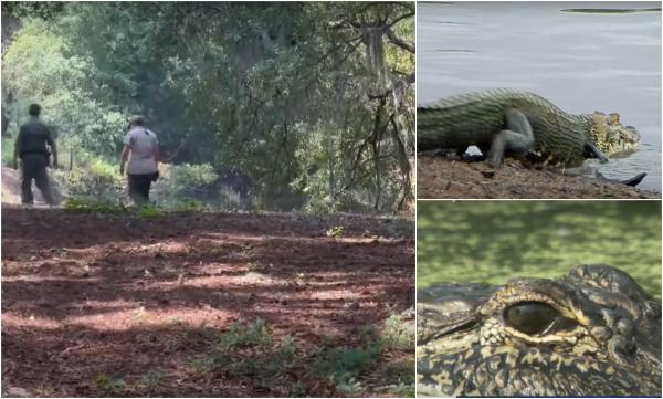 O femeie a murit sfâşiată de un aligator în timp ce îşi plimba câinele, în apropierea unei lagune în SUA. Salvatorii nu au mai putut face nimic