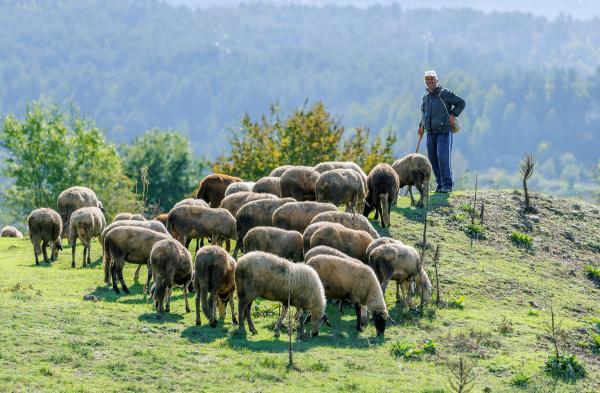 cioban din Bulgaria