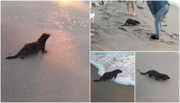 Apariție surpriză pe plaja din Eforie Nord. O vidră a atras toate privirile și a devenit virală pe internet