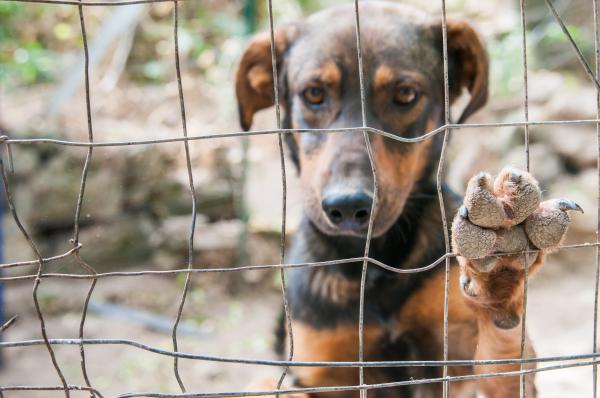 Zeci de câini crescuți în condiții mizerabile, salvați din curtea unui bărbat din Dâmbovița. Patrupedele au ajuns în grija unei asociații