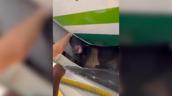 Un urs a scăpat din cușca aflată în cala unui avion. Premierul din Irak a ordonat o anchetă după acest incident