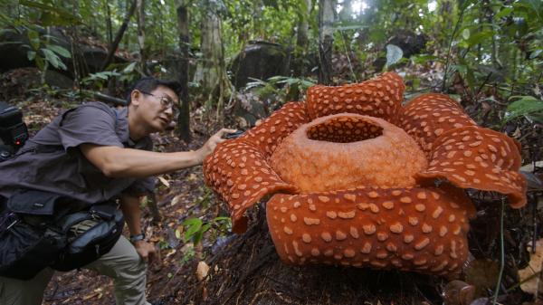 Rafflesia, cunoscută mai ales sub numele de "floarea-cadavru"