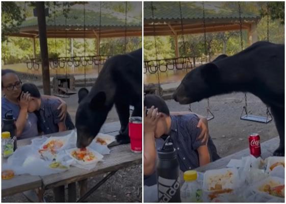 La picnic cu ursul. Doi mexicani, împietriţi de frică, după ce un musafir nepoftit s-a urcat pe masa lor şi a început să înfulece tacos