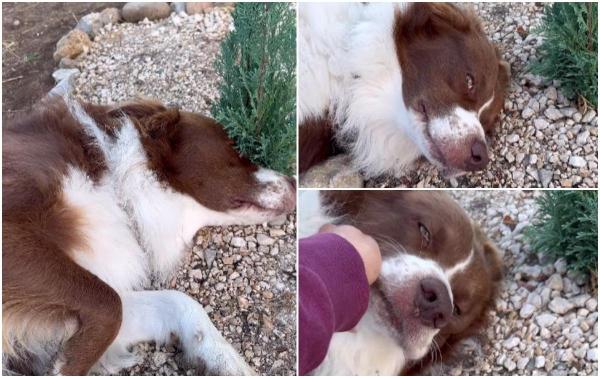 Lacrimi de câine: Un ciobănesc australian refuză să plece de la mormântul prietenei sale de joacă, moartă de mai bine de o săptămână. O așteaptă cuminte să se întoarcă