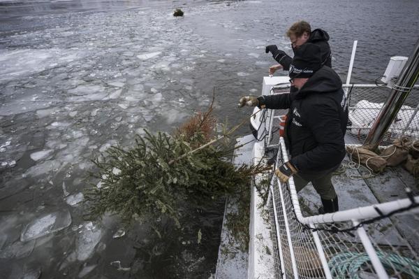 brazi de Crăciun dați la pești, în Suedia