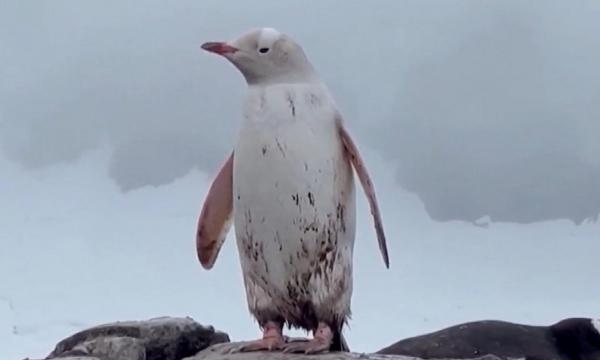 Pinguin alb, extrem de rar, filmat în Antarctica. Diferenţa dintre albinism şi leucism