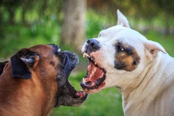 Lupte între câini şi intervenţii chirurgicale neautorizate în Mureş. Cu ce amendă s-a ales proprietarul animalelor găsite cu urechile tăiate