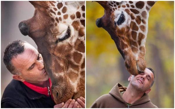 Tragedie la o grădină Zoo din Macedonia. O girafă a murit la doar câteva ore după ce îngrijitorul ei de 44 de ani a pierit inexplicabil