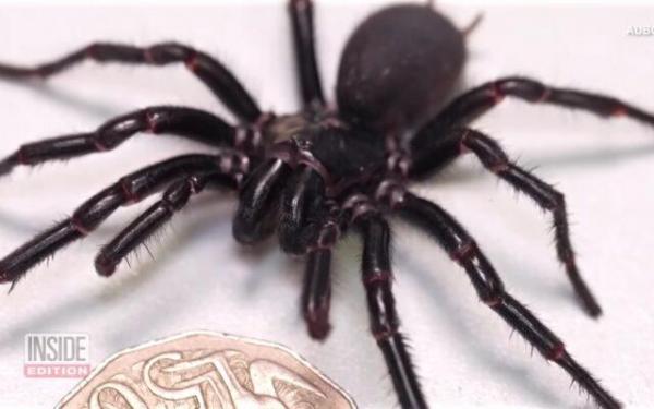 A fost descoperit cel mai mare păianjen din lume. Colţii lui pot străpunge unghia unui om: cum va contribui "Hercule" la salvarea de vieţi