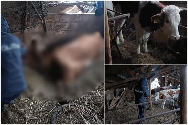 Vaci ţinute fără hrană, apă şi în condiţii infecte, într-o fermă din Caraş-Severin. În adăpost au fost găsite şi două bovine moarte