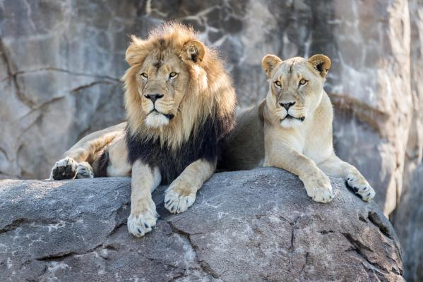 "L-au mutilat". Un bărbat a murit sfâşiat de lei, după ce a intrat în cuşca lor ca să-şi facă un selfie. Tragedie la o grădină zoo din India