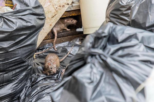 O femeie a dormit timp de cinci ani lângă fratele său mort într-o casă plină de şobolani şi gunoaie. Poliţiştii s-au îngrozit de ce au găsit în casa din Australia