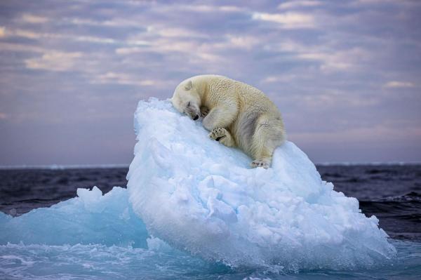 Fotografia Anului: Ursul polar care dorme visător ​​pe un aisberg. Şi un român a impresionat cu o poză spectaculoasă