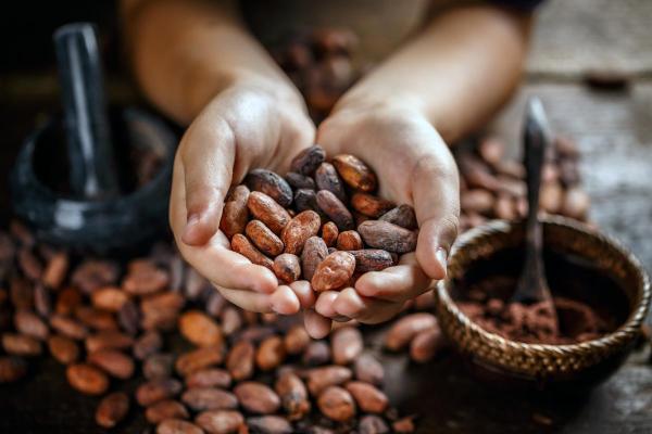 Boabele de cacao sunt mai valoroase decât cuprul. Preţul record cu care a ajuns să se vândă o tonă