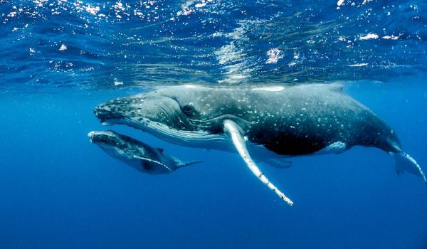 Ţara care a recunoscut un fluviu drept o entitate vie, vrea acum ca balenele să aibă aceleaşi drepturi ca oamenii