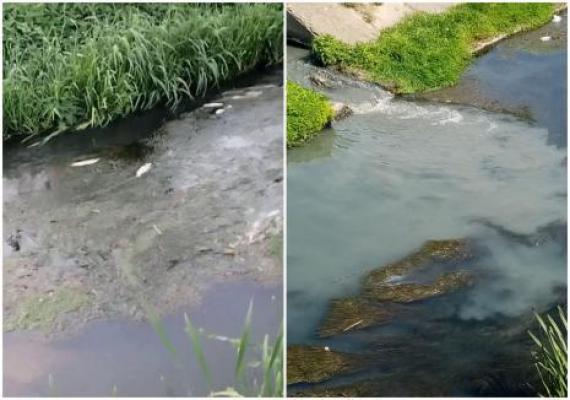 Poluare masivă în Oradea: Pârâul Peţa s-a umplut de pești morți