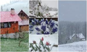 Iarna a revenit la munte, în Apuseni. Ninge de ore bune la Arieşeni, strat de zăpadă la Vlădeasa şi Dealu Negru