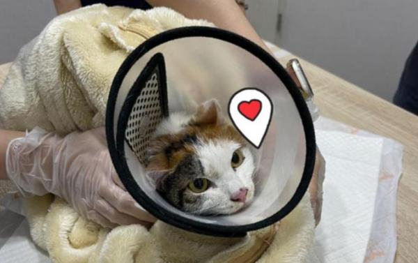 Pisică salvată de sub dărâmături după 12 zile de la cutremurul din Taiwan. A fost nevoie de intervenţia stăpânului ca Hua Hua să prindă curaj şi să iasă la suprafaţă