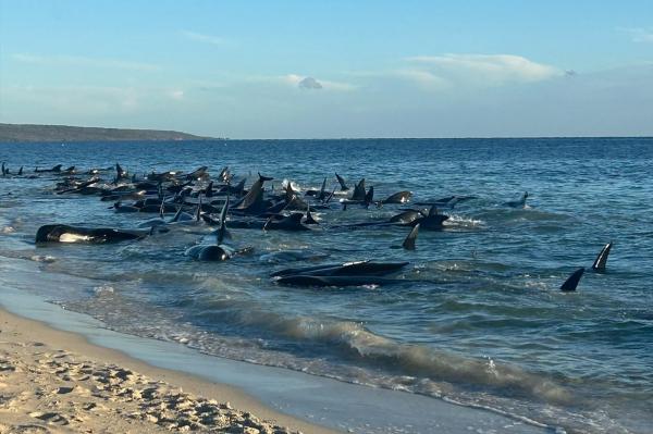 Peste 100 de balene pilot au eșuat în Australia de Vest