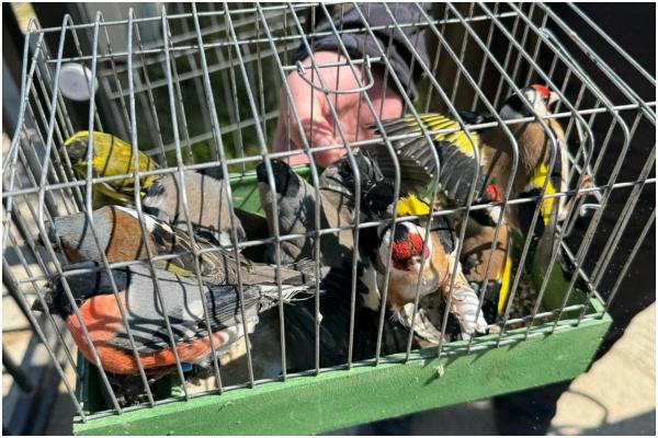 Un ilfovean ținea ilegal 17 păsări din specii protejate de lege. Polițiștii le-au descoperit și le-au eliberat în natură