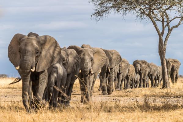 Botswana ameninţă Germania că îi va trimite 20.000 de elefanţi. "Nu este o glumă"
