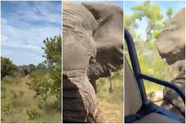 Momentul în care un elefant atacă un grup de turiști, într-un safari din Zambia. O femeie de 80 de ani a fost ucisă