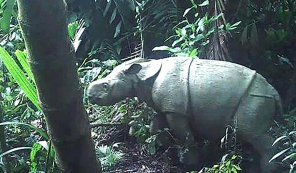 Imaginea unui pui de rinocer, la plimbare alături de mama sa, a dat un indiciu preţios despre o specie aproape pierdută