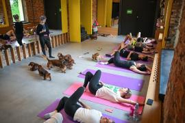 Ţara din Europa care a interzis yoga cu căţeluşi: Animăluţele, 