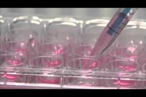 VIDEO! Fabrica de organe umane: nasuri și urechi realizate în laborator