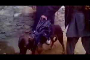 Talibanii au luat prizonier un câine: "Avea la el PATRU arme şi GRENADE!"