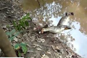 VIDEO! Aligatorul atacă un ţipar electric. Urmarea este... spectaculoasă