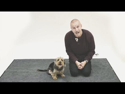 Video savuros! Cum reacţionează câinii la lătratul oamenilor
