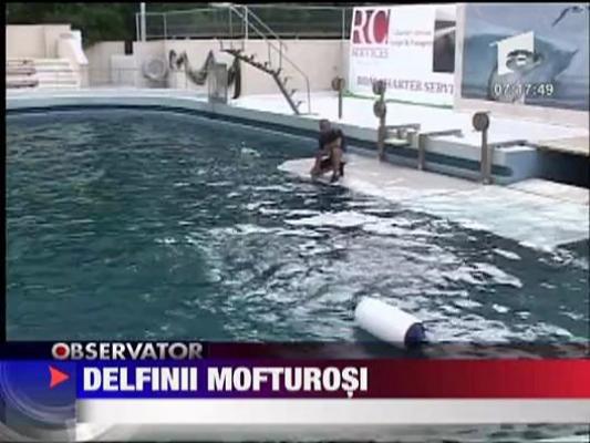 Delfini mofturosi