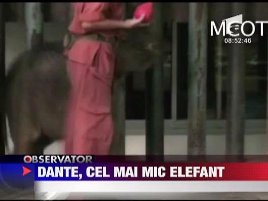 Dante, cel mai mic elefant