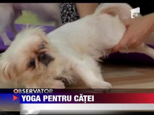 Cateii pot face yoga