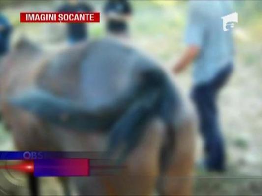 IMAGINI SOCANTE / Un barbat a incendiat un cal pentru ca i-a incalcat proprietatea